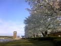 sakura�ƃX�^�o