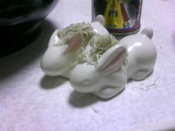 �L�~���E�T�����X�ɂ����́H