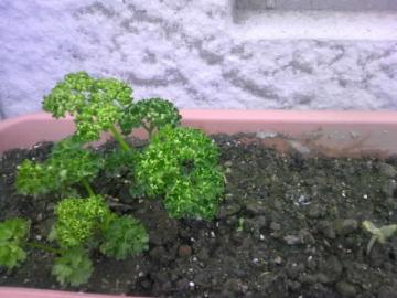 �p�Z����������������ƃI�N�������