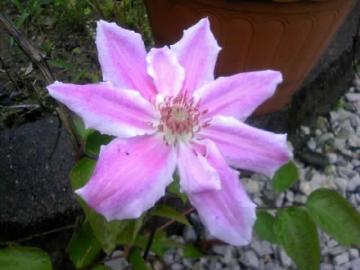 ueyama�ȃL�u����