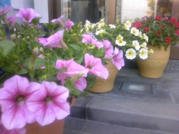 �T�t�B�`�j�A���`�I�I���߂Ă�ˁ�