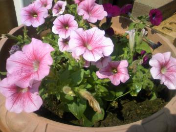 �}�����T�t�B�j�A��������������