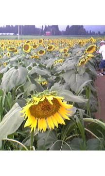 ueyama����A�ی����ł��B
