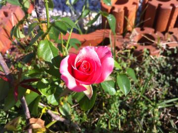 rose