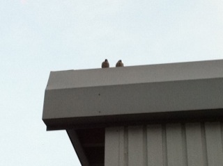 ����񂿂�񂪂��ǂ��Ă����I