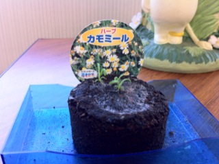 �J���~�`���A���������`U+266C