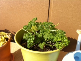 ���Ƃ̃p�Z���̓C�L�C�L���Ă�(�L�D` )