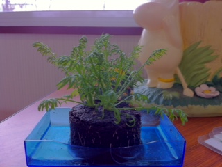 ���肪�Ƃ��J���~�`����(�L�ÁM )