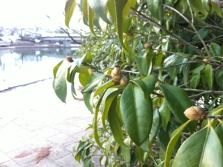 ���u�c�o�L