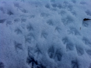 ���A����́�( �L�ƁM)�m