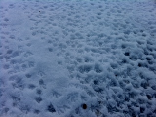 �����Ƃ���( �L�ƁM)�m