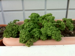 �~��̃p�Z������A�����}���`���O���ĂȂ��̂�(�L�D` )