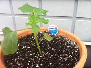 AXEł͂܂AINXEB[g[ł܂(LÁM )