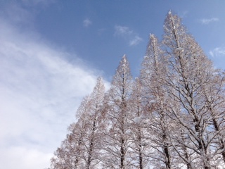 metasequoia ( LM)