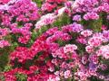 godetia 