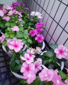 �v���[���g