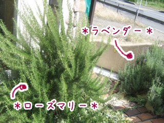 ̊O\@p[`Ft@n[uށ@x_[ƃ[Y}[