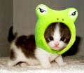 neko kaeru