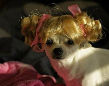 inu