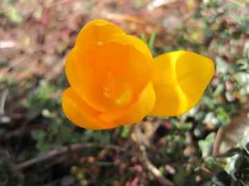 �N���b�J�X