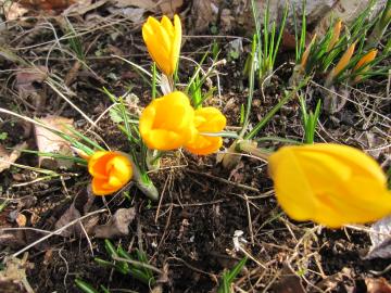 �N���b�J�X