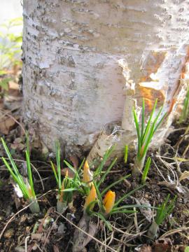 �N���b�J�X