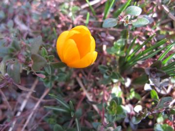 �N���b�J�X