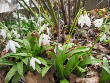 �X�m�[�h���b�v