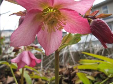 �N���X�}�X���[�Y