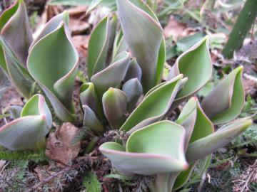 �`���[���b�v