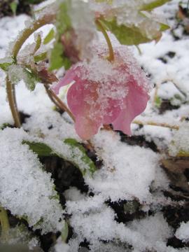 ��̃N���X�}�X���[�Y