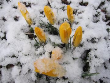 ��̃N���b�J�X