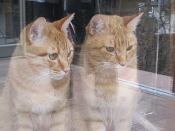 �W�[�}�̉�