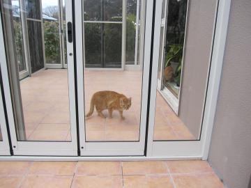 �W�[�}�̉�