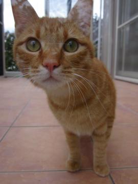 �W�[�}�̉�