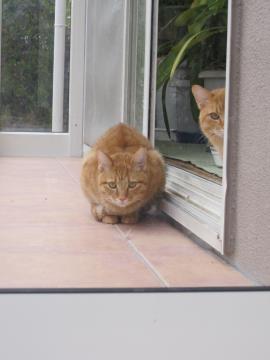 �W�[�}�̉�