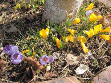 �N���c�J�X