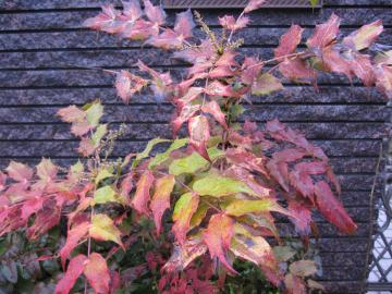 �Ђ��炬�Ȃ�Ă�