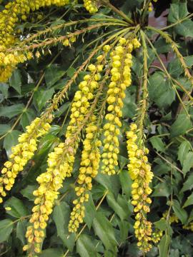 �q�C���M�i���e��