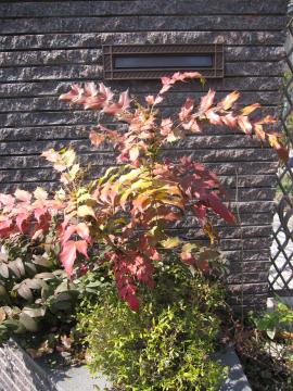 �q�C���M�i���e��