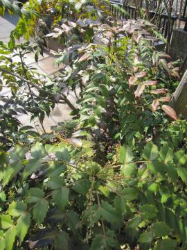 �q�C���M�i���e��