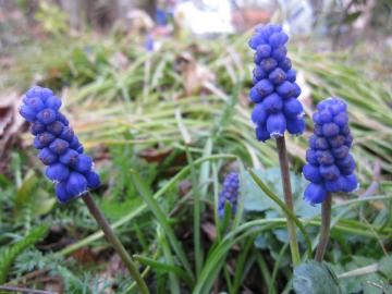 ���X�J��