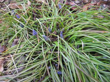 ���X�J��