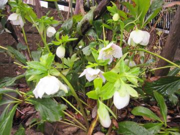 �N���X�}�X���[�Y