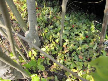 �\���S�̍���