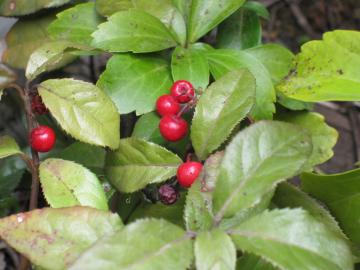 ���u�R�E�W