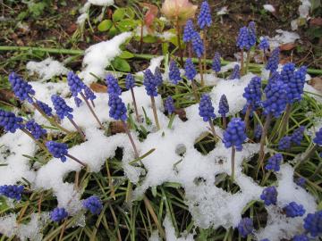 ��̃��X�J��