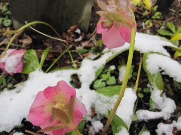 ��̃N���X�}�X���[�Y