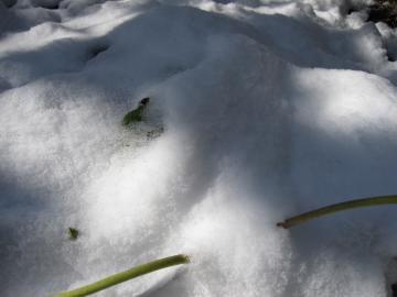 ��̉��@�N���X�}�X���[�Y