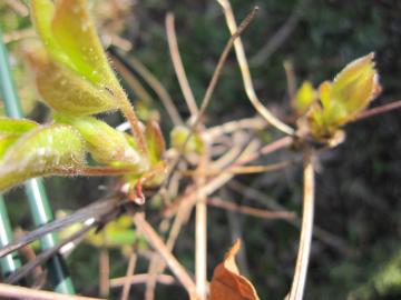 �N���}�`�X